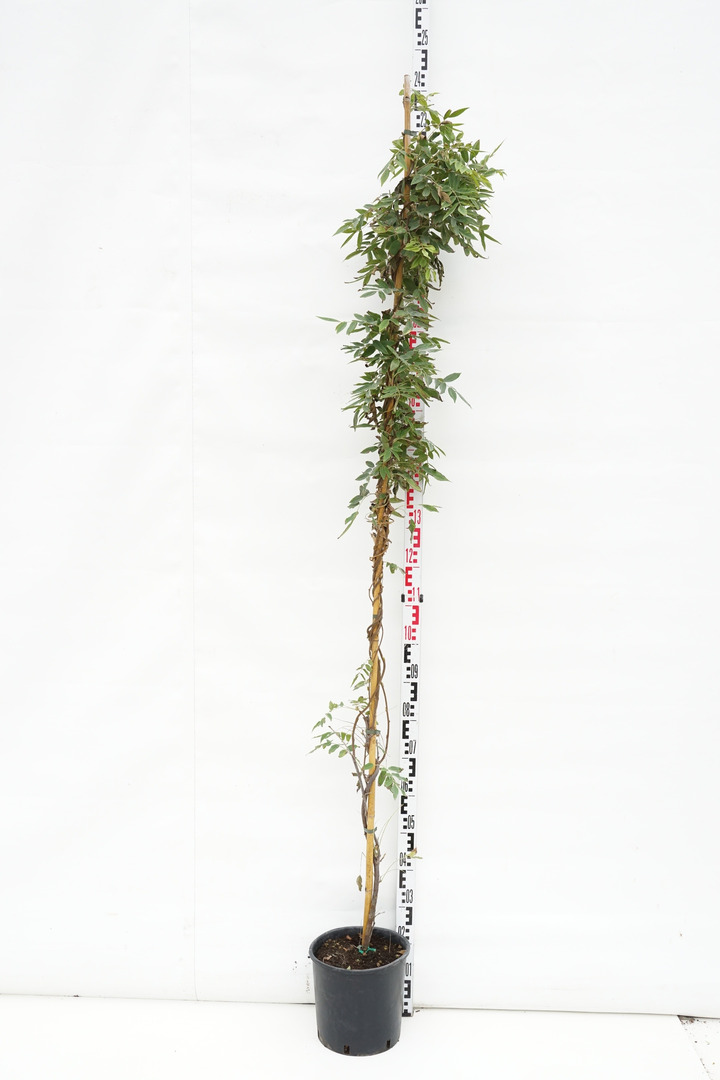 Visterija gausiažiede (Lot Wisteria flor.) 'Longissima Alba' C10 175-200 CM-VISTERIJOS-VIJOKLINIAI