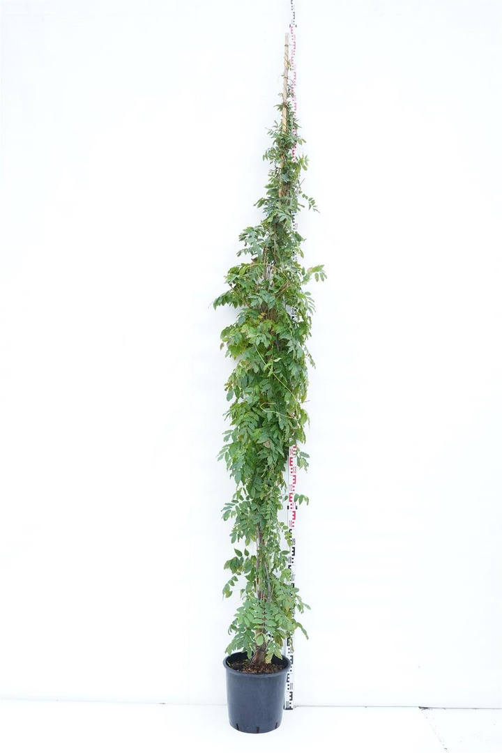 Visterija gausiažiede macrobotrys (Lot Wisteria flor.