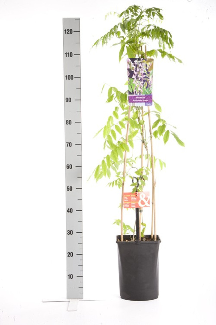 Visterija gausiažiede (Lot Wisteria flor.) 'Rosea' C5 120 CM 4 ST (SK)-VISTERIJOS-VIJOKLINIAI