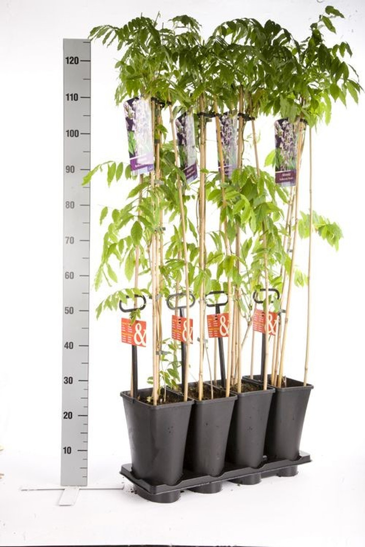 Visterija gausiažiede (Lot Wisteria flor.) 'Rosea' C5 120 CM 4 ST (SK)-VISTERIJOS-VIJOKLINIAI