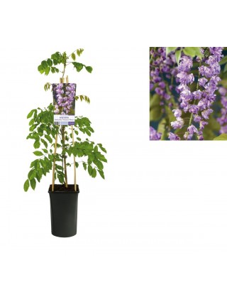 Visterija gausiažiede (Lot Wisteria flor.) 'Violacea Plena' C2,5 70 CM 4 ST(SP)-VISTERIJOS-VIJOKLINIAI