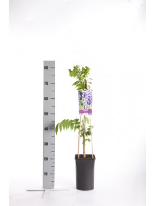 Visterija kininė (Lot Wisteria sinensis) C2,5 70 CM 4 ST(SP)-VISTERIJOS-VIJOKLINIAI