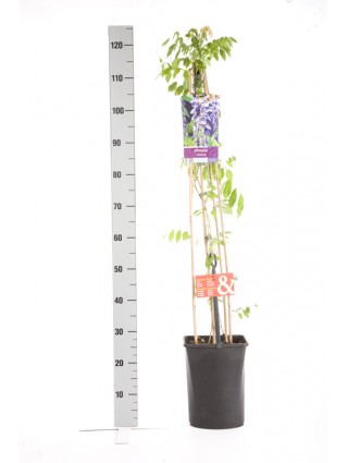 Visterija kininė (Lot Wisteria sinensis) C5 120 CM 4 ST (SK)-VISTERIJOS-VIJOKLINIAI