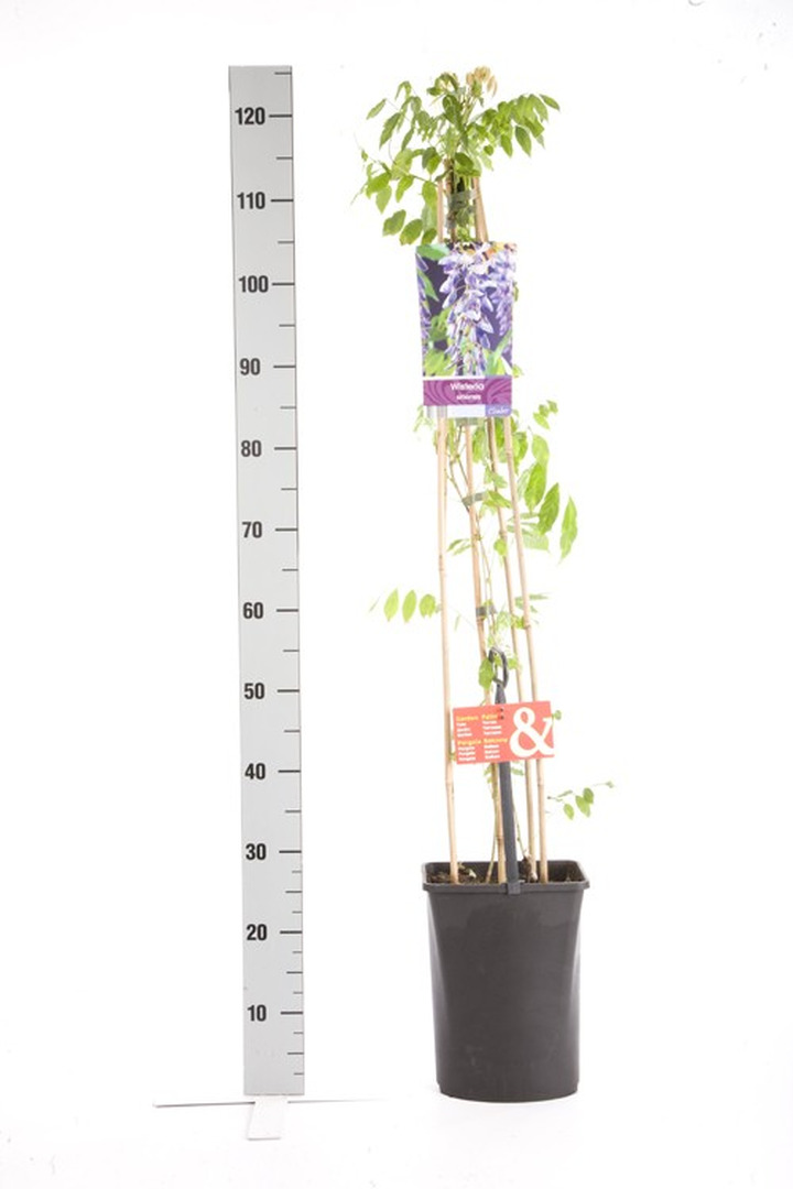 Visterija kininė (Lot Wisteria sinensis) C5 120 CM 4 ST (SK)-VISTERIJOS-VIJOKLINIAI