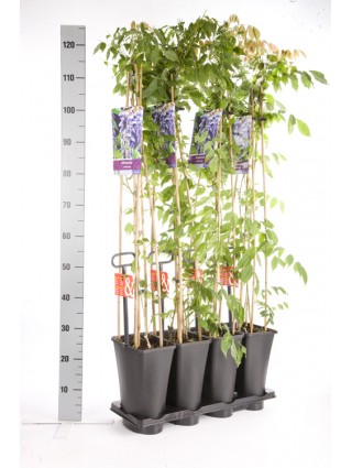 Visterija kininė (Lot Wisteria sinensis) C5 120 CM 4 ST (SK)-VISTERIJOS-VIJOKLINIAI