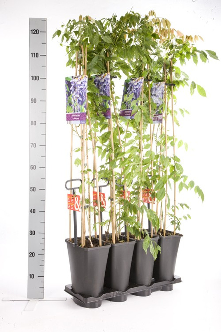 Visterija kininė (Lot Wisteria sinensis) C5 120 CM 4 ST (SK)-VISTERIJOS-VIJOKLINIAI