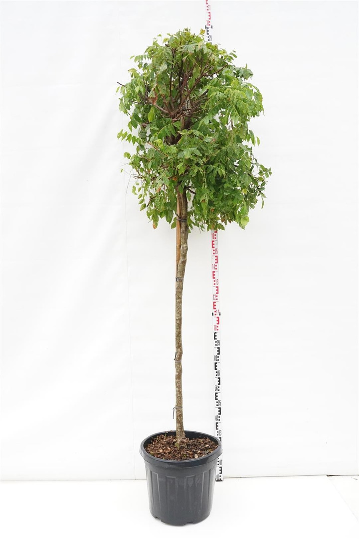 Visterija kininė (Lot Wisteria sinensis) 'Prolific' C55 KOTO APIMTIS 10-12 CM-VISTERIJOS-VIJOKLINIAI