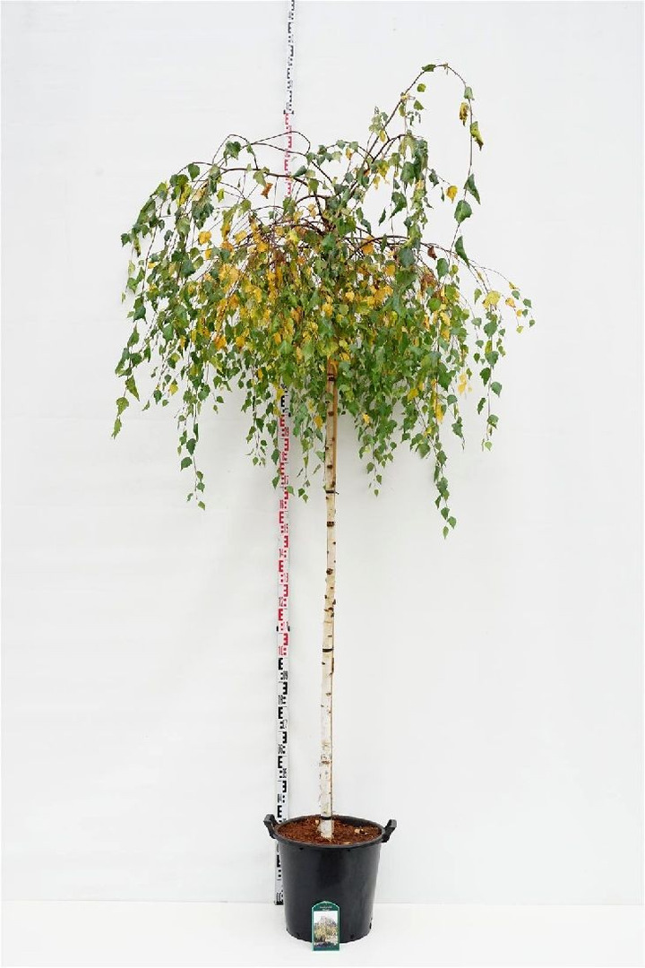 Beržas karpotasis (Lot Betula p.) 'Youngii' C35 KOTAS 225 CM KOTO APIMTIS 10-12 CM-BERŽAI-MEDŽIAI