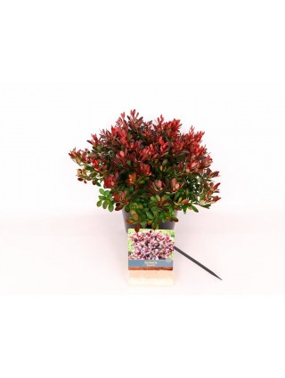 Tunbergo raugerškis (Lot Berberis thunb.) 'Bagatelle' C3/P19 20-25 CM-RAUGERŠKIAI-KRŪMAI