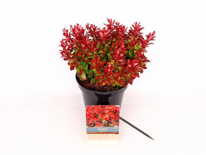 Tunbergo raugerškis (Lot Berberis thunb.) 'Ruby Star' C3/P19 20-25 CM-RAUGERŠKIAI-KRŪMAI