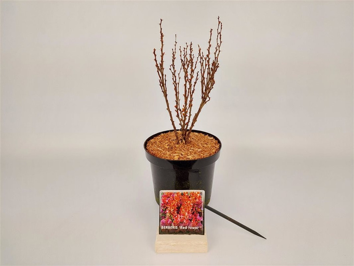 Tunbergo raugerškis (Lot Berberis thunb.) 'Red Tower' C3/P19 25-30 CM-RAUGERŠKIAI-KRŪMAI