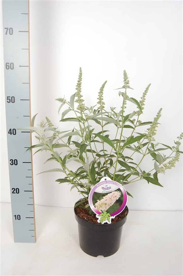 Budlėja (Lot Buddleja) 'Buzz Ivory' C3/P19-BUDLĖJOS-KRŪMAI