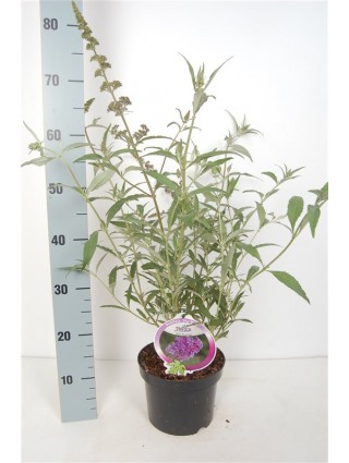 Budlėja (Lot Buddleja) 'Buzz Sky Blue' C3/P19-BUDLĖJOS-KRŪMAI