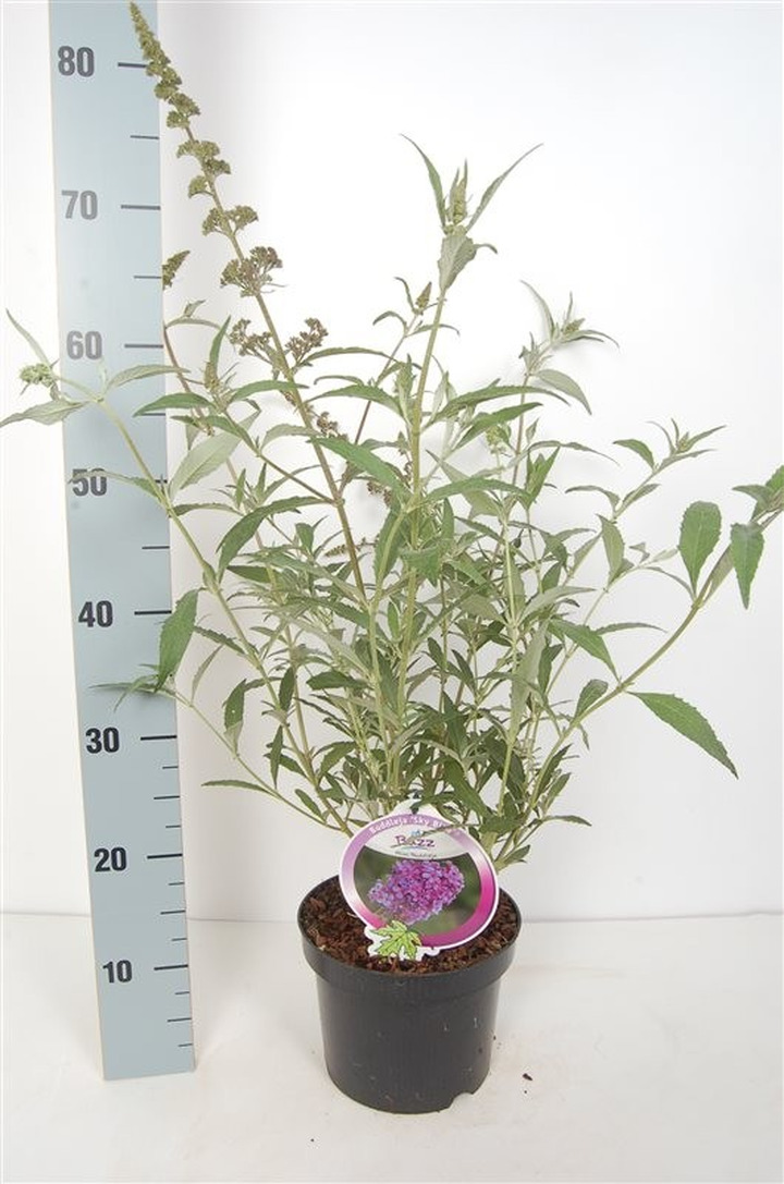 Budlėja (Lot Buddleja) 'Buzz Sky Blue' C3/P19-BUDLĖJOS-KRŪMAI