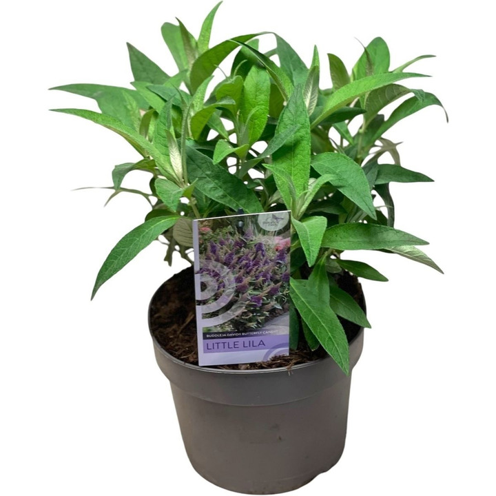Budlėja Davido (Lot Buddleja d.) 'Butterfly Candy Little Lila' C3/P19-BUDLĖJOS-KRŪMAI