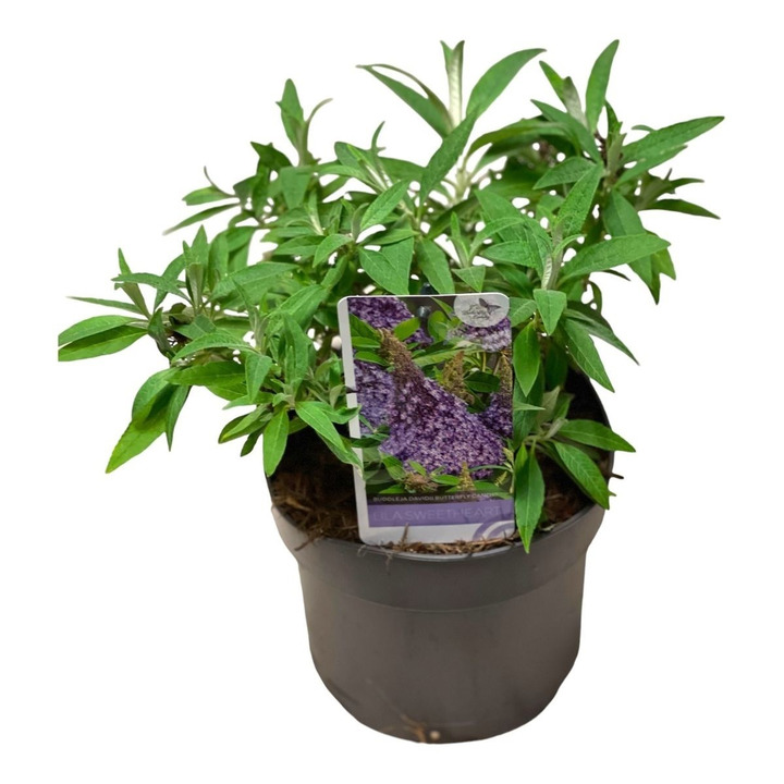Budlėja Davido (Lot Buddleja d.) 'Butterfly Candy Lila Sweetheart' C3/P19-BUDLĖJOS-KRŪMAI