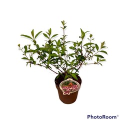 Budlėja Davido (Lot Buddleja d.) 'Berries and Cream' C3/P19 - nuotrauka 2