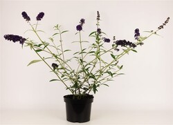 Budlėja Davido (Lot Buddleja d.) 'Black Knight' C3/P19 30-40 CM - nuotrauka 2