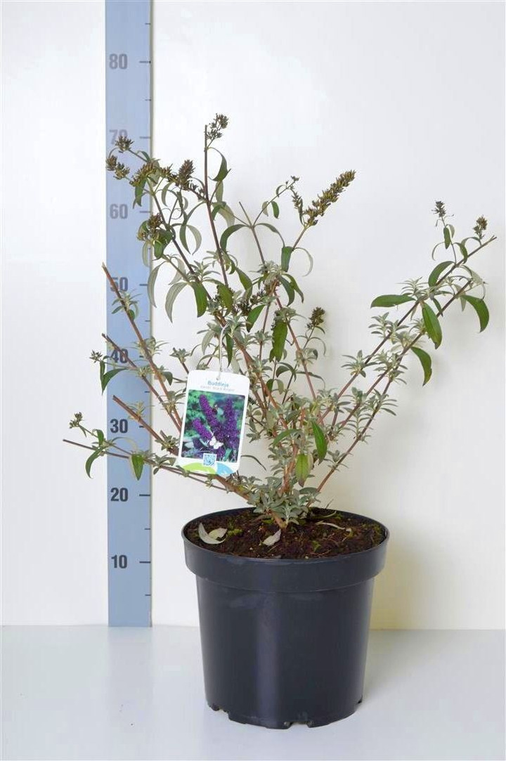 Budlėja Davido (Lot Buddleja d.) 'Black Knight' C7,5/P26 50-60 CM-BUDLĖJOS-KRŪMAI