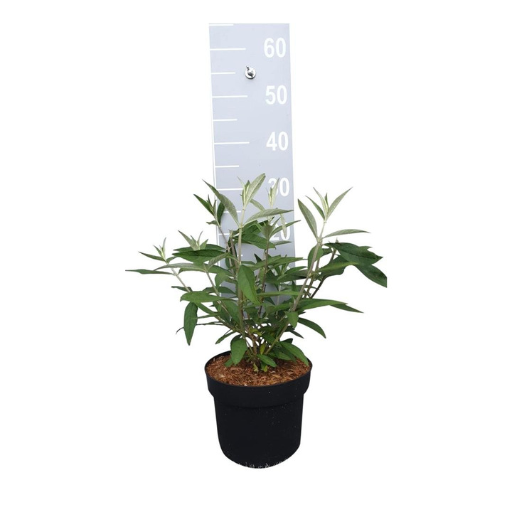 Budlėja Davido (Lot Buddleja d.) 'Black Knight' C3/P19 25-30 CM-BUDLĖJOS-KRŪMAI