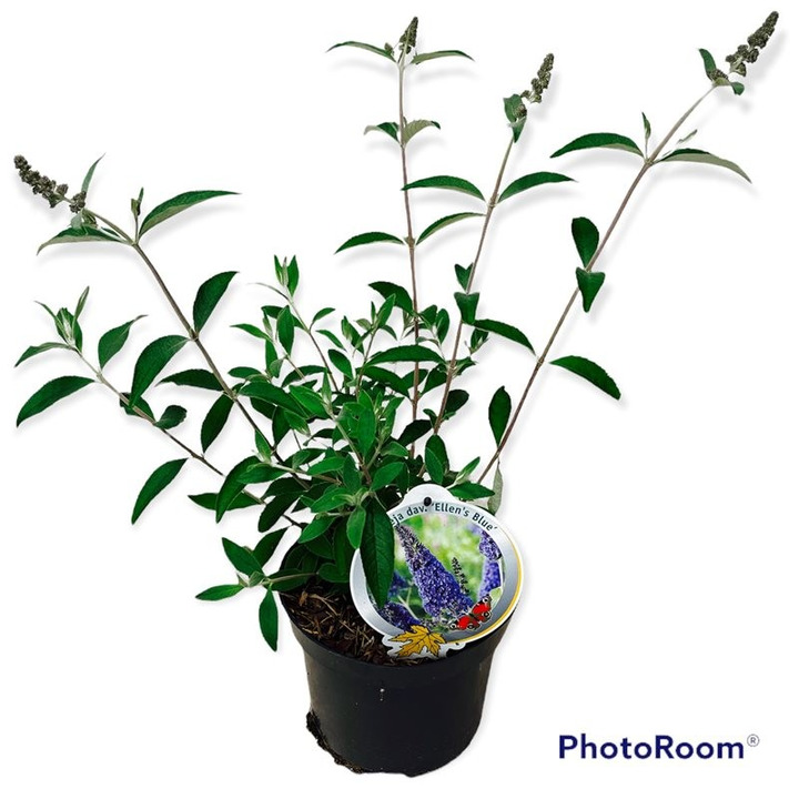 Budlėja Davido (Lot Buddleja d.) 'Ellen's Blue' C3/P19-BUDLĖJOS-KRŪMAI