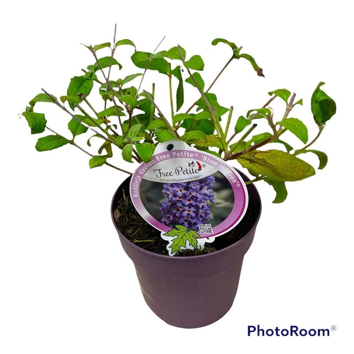 Budlėja Davido (Lot Buddleja d.) 'Free Pet.