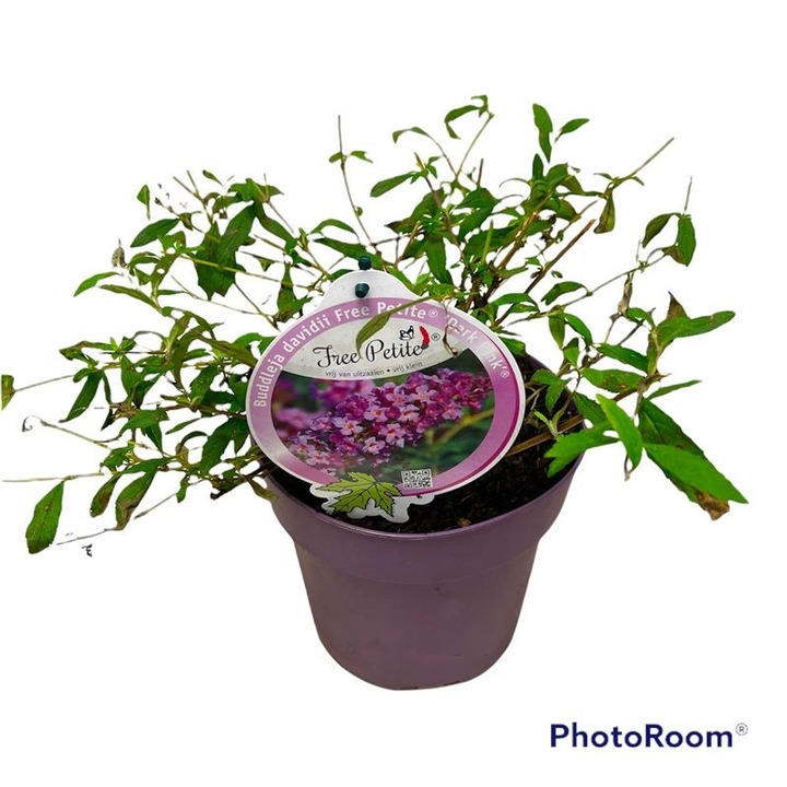 Budlėja Davido (Lot Buddleja d.) 'Free Petite Dark Pink' C3/P19-BUDLĖJOS-KRŪMAI