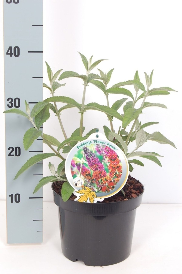 Budlėja Davido (Lot Buddleja d.) 'Flower Power' C3/P19-BUDLĖJOS-KRŪMAI