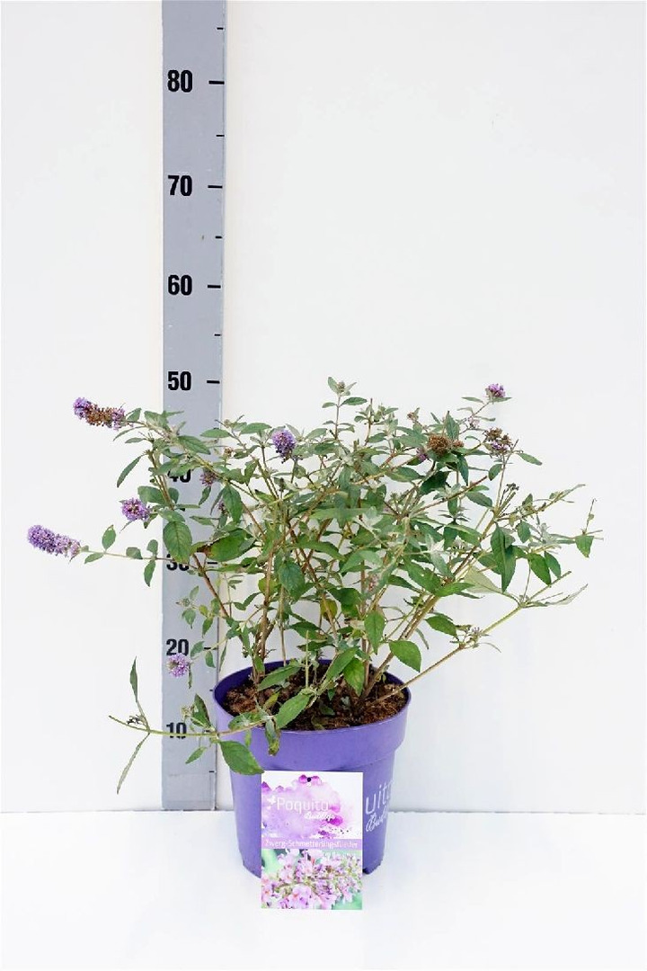 Budlėja Davido (Lot Buddleja d.) 'Lavender Cupcake' C4/P21-BUDLĖJOS-KRŪMAI
