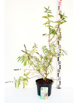 Budlėja Davido (Lot Buddleja d.) 'Magda's Gold Knight' C3/P19 40-50 CM-BUDLĖJOS-KRŪMAI