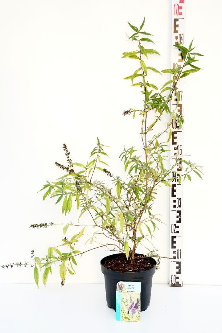 Budlėja Davido (Lot Buddleja d.) 'Magda's Gold Knight' C3/P19 40-50 CM-BUDLĖJOS-KRŪMAI