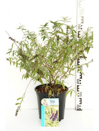 Budlėja Davido (Lot Buddleja d.) 'Magda's Gold Knight' C6,5/P24 40-50 CM-BUDLĖJOS-KRŪMAI