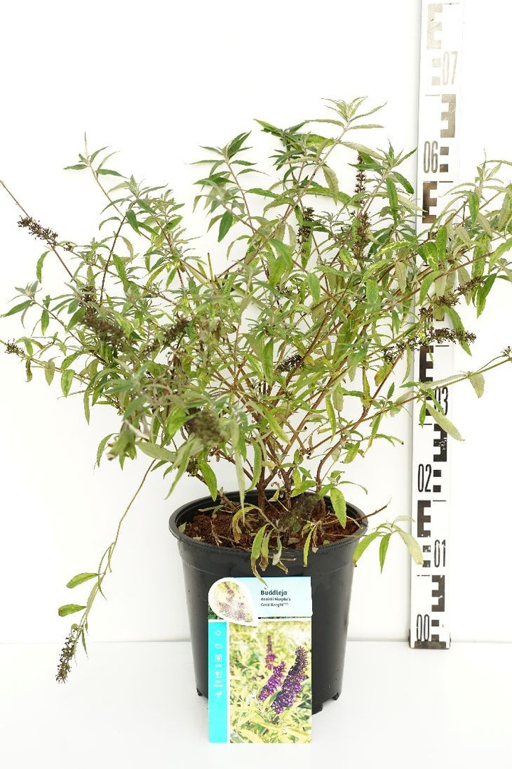 Budlėja Davido (Lot Buddleja d.) 'Magda's Gold Knight' C6,5/P24 40-50 CM-BUDLĖJOS-KRŪMAI