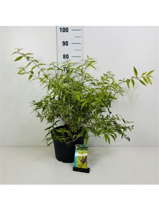 Budlėja Davido (Lot Buddleja d.) 'Magda's Gold Knight' C10 40-50 CM-BUDLĖJOS-KRŪMAI