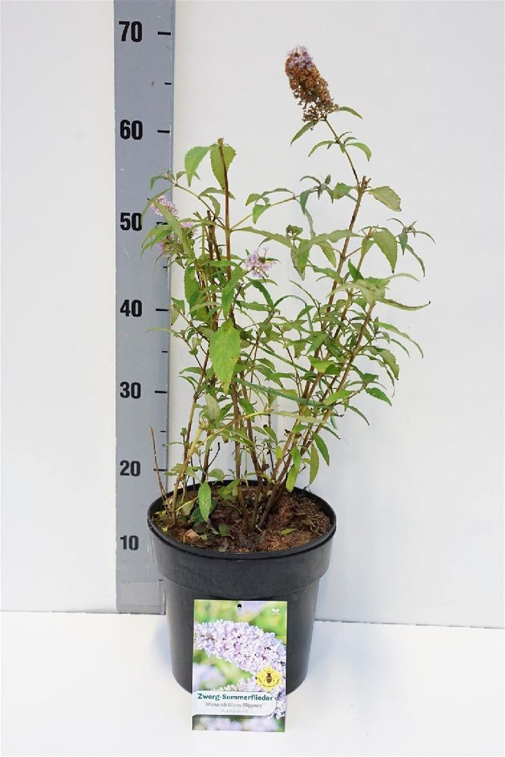 Budlėja Davido (Lot Buddleja d.) 'Monarch Glass Slippers' C4/P21-BUDLĖJOS-KRŪMAI