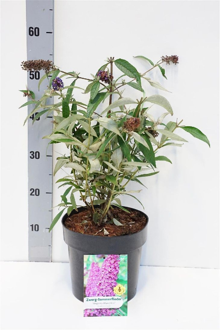 Budlėja Davido (Lot Buddleja d.) 'Magenta Munchkin' C4/P21-BUDLĖJOS-KRŪMAI