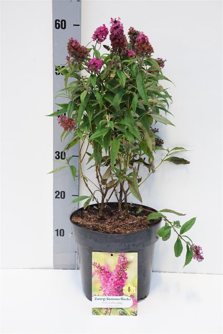 Budlėja Davido (Lot Buddleja d.) 'Monarch Prince Char.