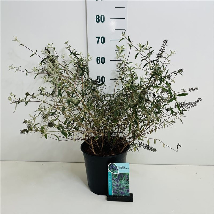 Budlėja Davido (Lot Buddleja d.) 'Nanho Blue' C6,5/P24 40-50 CM-BUDLĖJOS-KRŪMAI