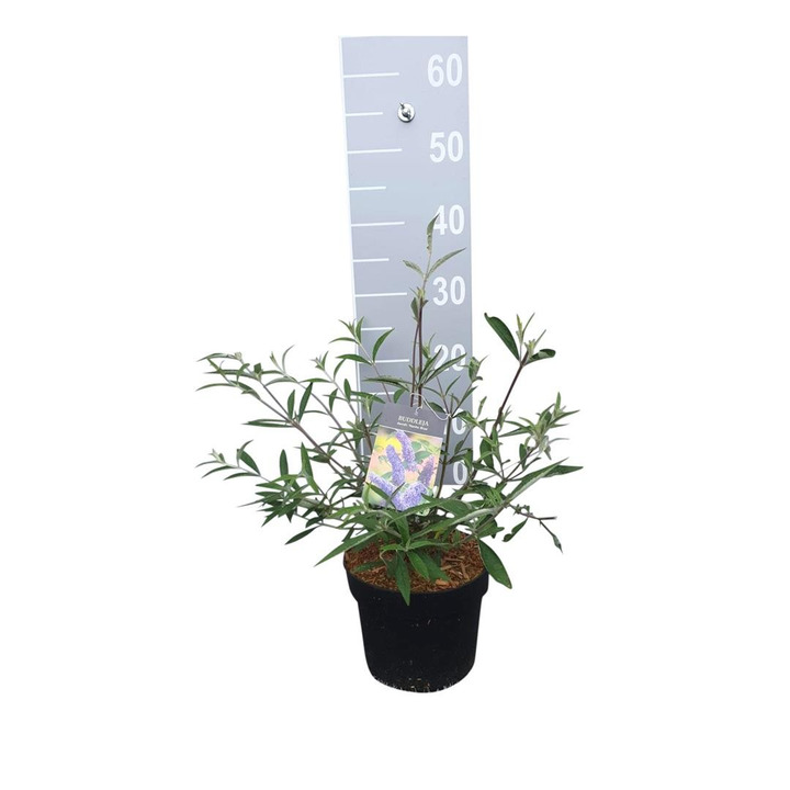 Budlėja Davido (Lot Buddleja d.) 'Nanho Blue' C3/P19 25-30 CM-BUDLĖJOS-KRŪMAI