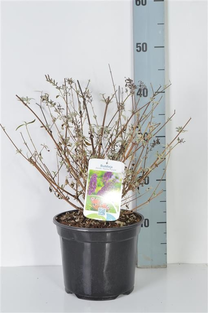 Budlėja Davido (Lot Buddleja d.) 'Nanho Purple' C3/P19 30-40 CM-BUDLĖJOS-KRŪMAI