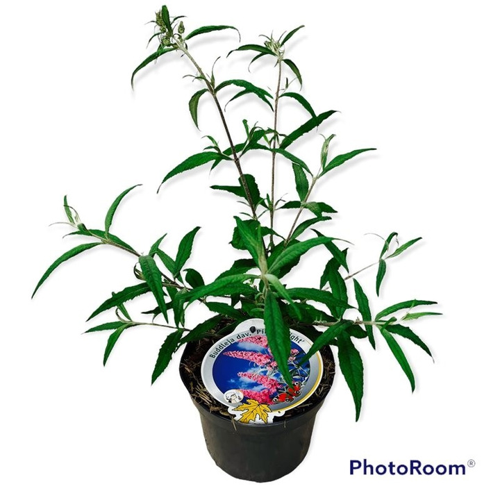 Budlėja Davido (Lot Buddleja d.) 'Pink Delight' C3/P19-BUDLĖJOS-KRŪMAI