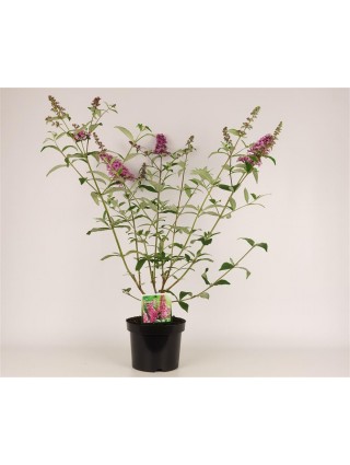 Budlėja Davido (Lot Buddleja d.) 'Pink Delight' C3/P19 30-40 CM-BUDLĖJOS-KRŪMAI