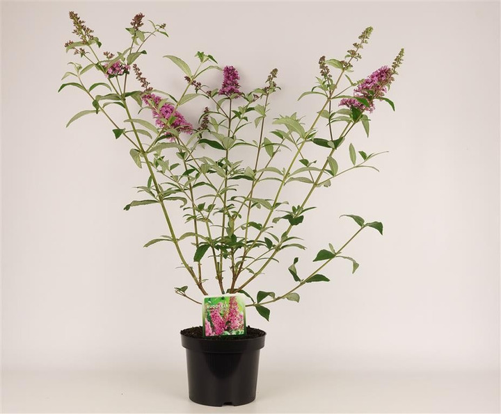 Budlėja Davido (Lot Buddleja d.) 'Pink Delight' C3/P19 30-40 CM-BUDLĖJOS-KRŪMAI