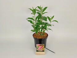 Budlėja Davido (Lot Buddleja d.) 'Pink Delight' C3/P19 30-40 CM - nuotrauka 2