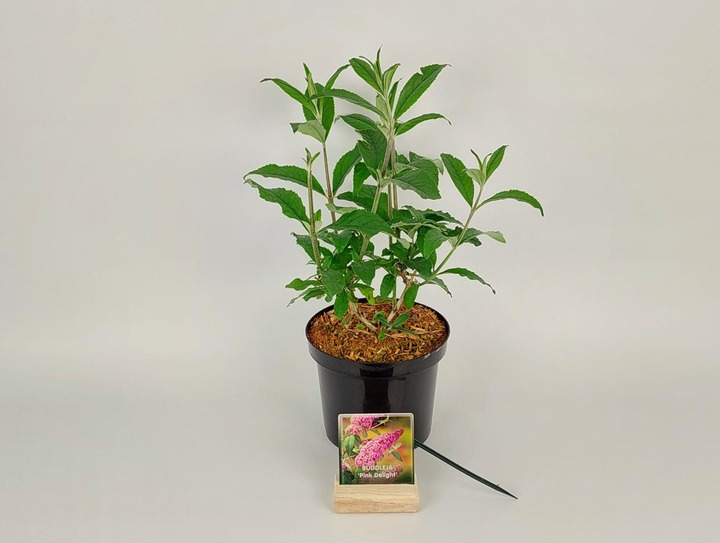Budlėja Davido (Lot Buddleja d.) 'Pink Delight' C3/P19 30-40 CM-BUDLĖJOS-KRŪMAI