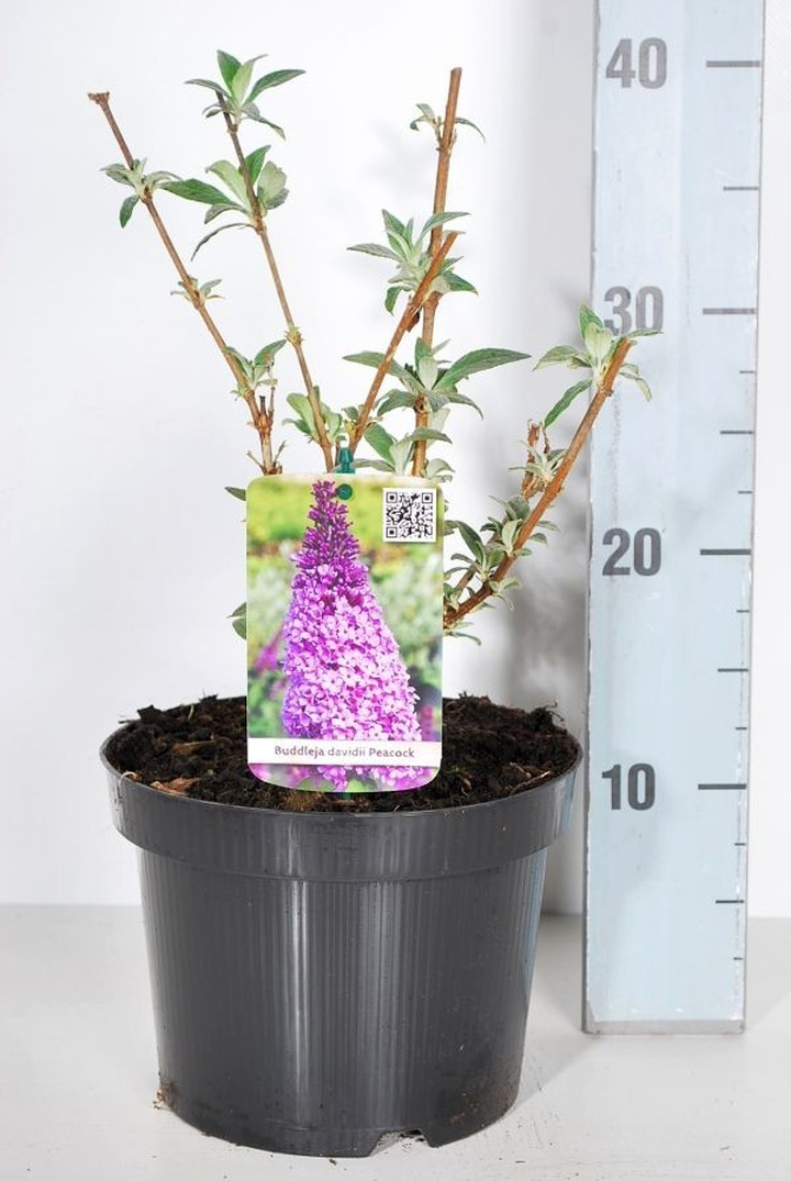Budlėja Davido (Lot Buddleja d.) 'Peacock' C3/P19 30-40 CM-BUDLĖJOS-KRŪMAI