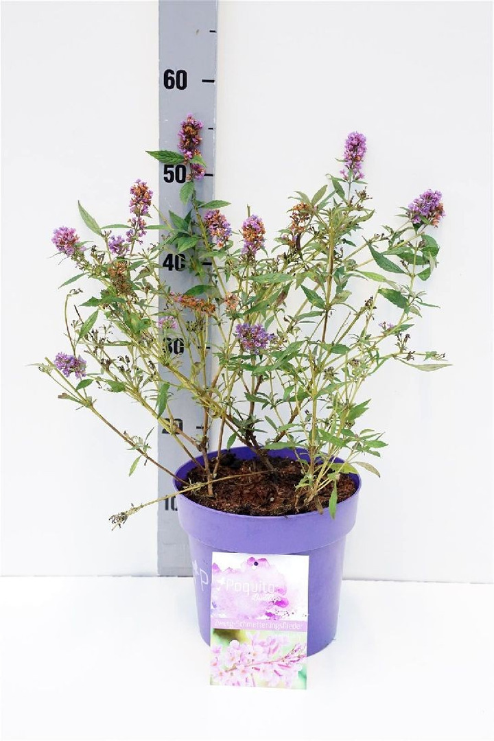 Budlėja Davido (Lot Buddleja d.) 'Painted Lady' C4/P21-BUDLĖJOS-KRŪMAI