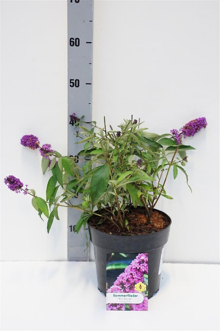 Budlėja Davido (Lot Buddleja d.) 'Pink Secret' C4/P21-BUDLĖJOS-KRŪMAI