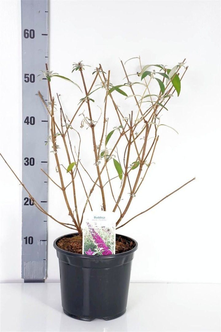 Budlėja Davido (Lot Buddleja d.) 'Purpella' C3/P19 40-50 CM-BUDLĖJOS-KRŪMAI