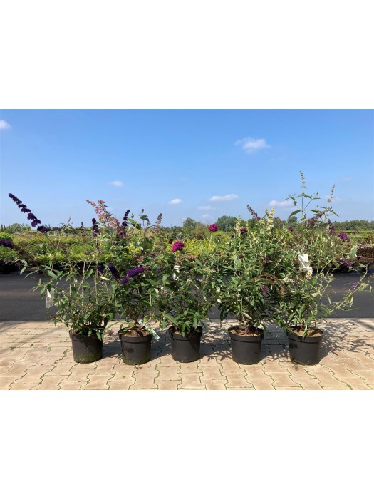 Budlėja Davido (Lot Buddleja d.) 'Purpella' C7,5/P26 60-70 CM-BUDLĖJOS-KRŪMAI
